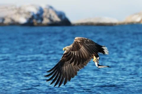 White-tailed sea Eagle in flight with a caught fish in claws Stock Photos