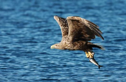 White-tailed sea Eagle in flight with a caught fish in claws Stock Photos