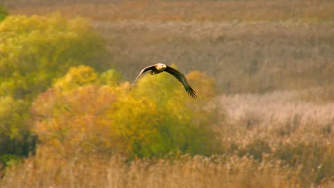 White tailed sea eagle flying over autumn landscape Stock Footage 336996365