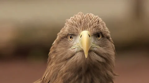 White tailed sea eagle Stock Footage 38224112