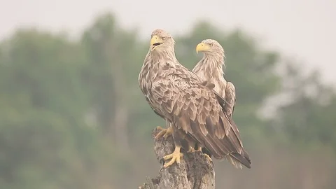 White-tailed sea-eagle, Haliaeetus albicilla Stock Footage 98318051