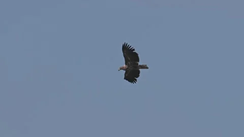 White-tailed sea eagle (Haliaeetus albicilla) flying in the sky in slow motio Stock Footage 340649016
