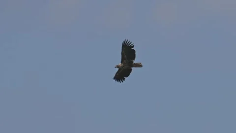 White-tailed sea eagle (Haliaeetus albicilla) flying in the sky Stock Footage 345197737
