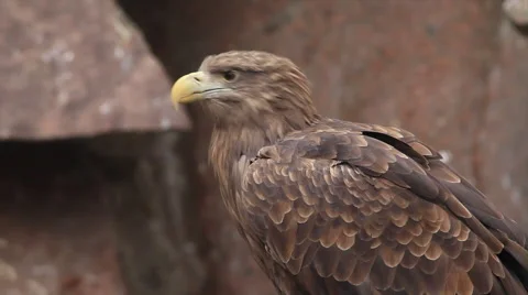 White-tailed sea eagle or erne, Haliaeetus albicilla, on blur red granite rock Stock Footage 46443453