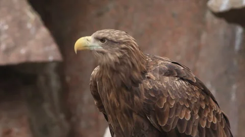 White-tailed sea eagle or erne, Haliaeetus albicilla, on red granite background. Stock Footage 46464765