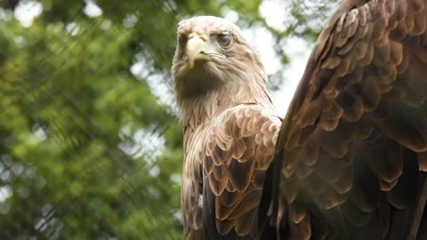 White-tailed sea eagle portrait on blurred background Stock Footage 224341696