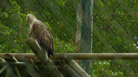 White-tailed Sea Eagle scratching beak and looking out Stock Footage 114583553