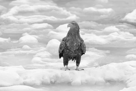 White-tailed sea eagle standing on drift ice in black and white 스톡 사진