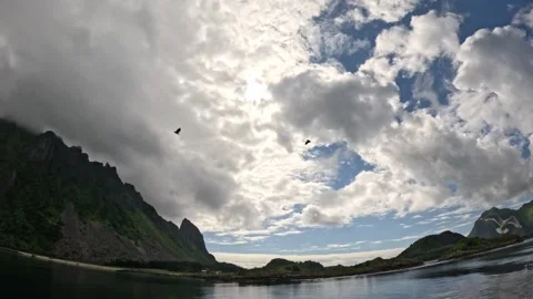 White tailed sea eagles soaring in sky above mountains Lofoten Vidéo 344047611