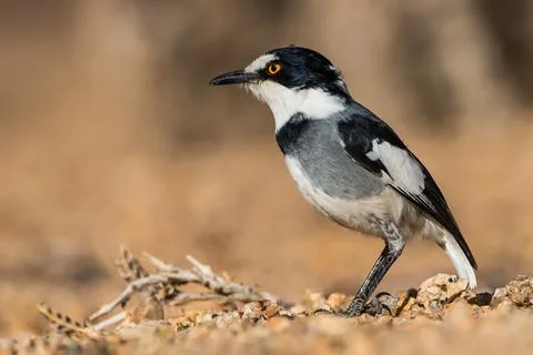 White-tailed Shrike Stock Photos