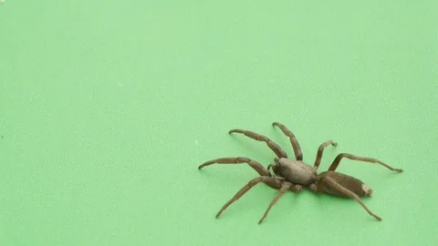 White tailed spider on green screen Stock Footage 104863224