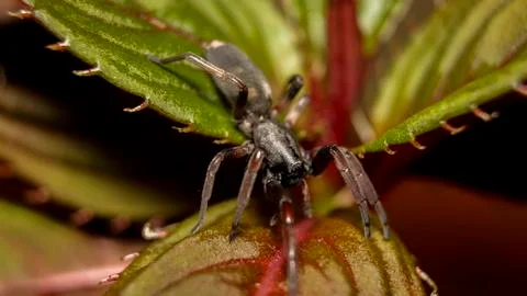 White-tailed spider Foto stock