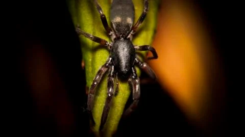 White-tailed spider Foto stock