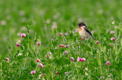 White tailed stonechat Stock Photos