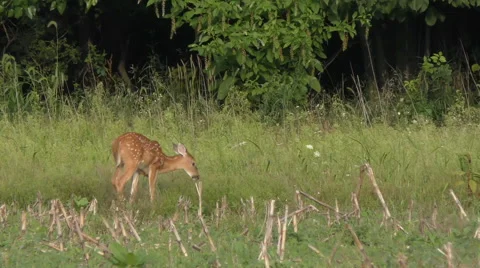 White tailed young  deer feeding  on the  field Vidéo 67081096