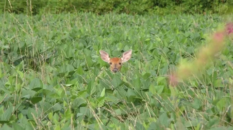 White tailed young  deer feeding Stock Footage 67082245