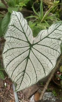 White taro flower Foto stock