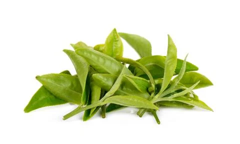 White tea leaf isolated on white background Stock Photos