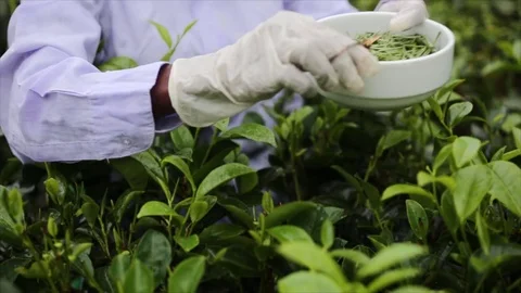 White tea picker in Sri Lanka 스톡 동영상 79101413