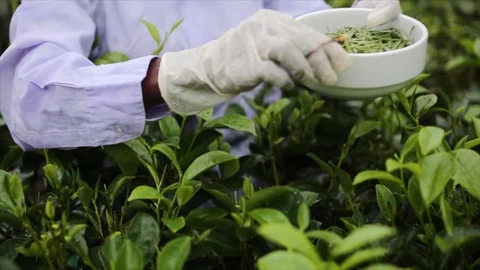 White tea picker in Sri Lanka Vídeo Stock 79106543