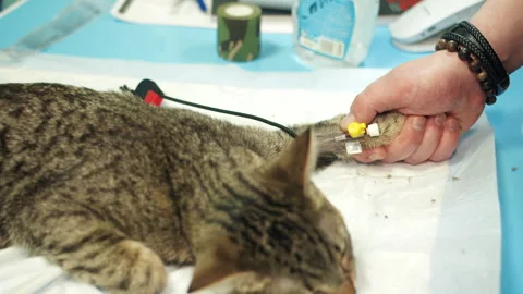 White technician performs inserting catheter prep on tabby cat Stock Footage 333989866