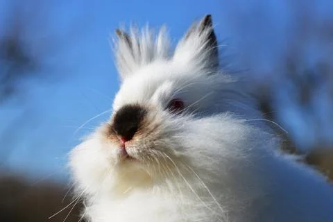 White Teddy rabbit. Foto stock