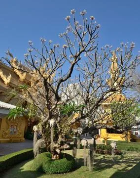 The White Temple Stock Photos