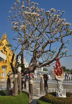 The White Temple Stock Photos