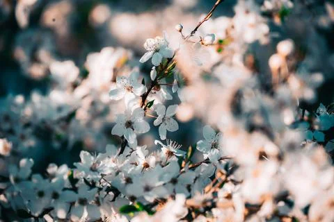 White, tender, spring blooming cherry flowers against the sky. Small depth of Stock Photos