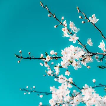 White, tender, spring blooming cherry flowers against the sky. Small depth of Stock Photos