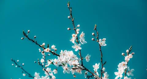 White, tender, spring blooming cherry flowers against the sky. Small depth of Stock Photos