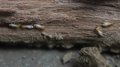 White Termite Ants Stock-Footage 48638327