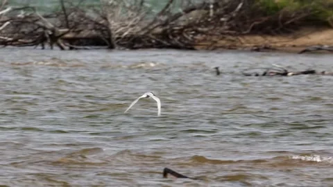 White tern bird flying low over river water surface near the sandy shore Stock Footage 325698275