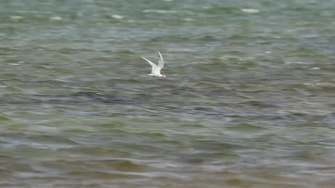 White tern bird flying over lake water with fast wing beats in natural habitat Stock Footage 325885731