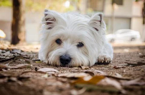 White Terrier dog portrait close-up lying on the ground and looking at camera Stock Photos