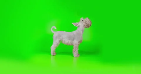 White terrier dog standing looking up on green screen. Green screen terrier dog Stock Footage 252777088