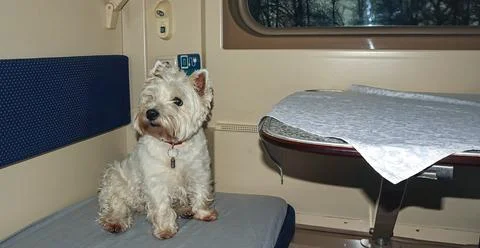 White terrier enjoys a comfortable train journey through scenic landscapes .. Stock Photos