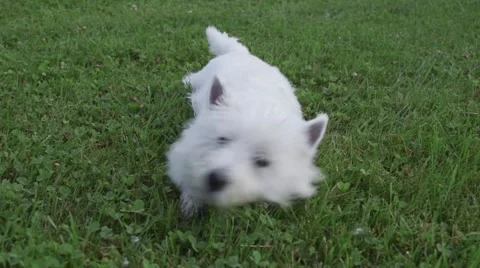 White terrier in green grass Stock Footage 51022289