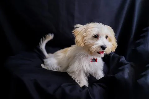 A white terrier posing on a black background Stock Photos