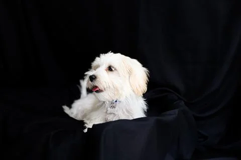 A white terrier posing on a black background Stock Photos
