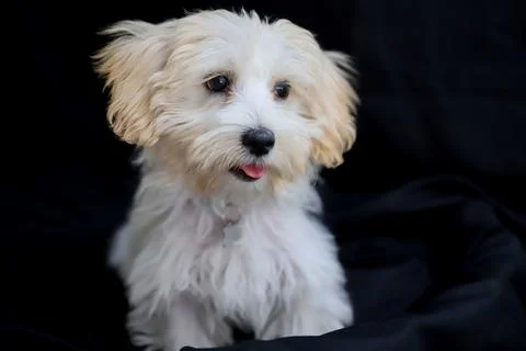 A white terrier posing on a black background Stock Photos