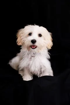 A white terrier posing on a black background Stock Photos