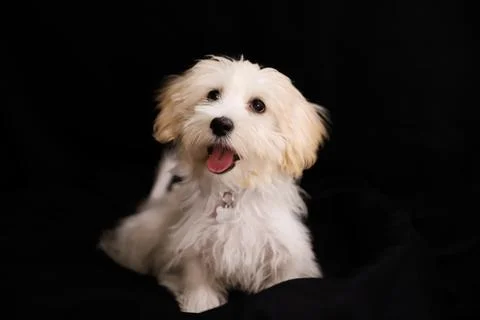 A white terrier posing on a black background Stock Photos