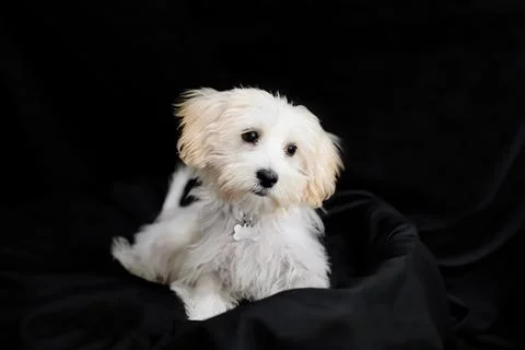 A white terrier posing on a black background Stock Photos