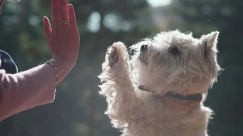 White terrier. Put out your paw Owner executes the command Stock-Footage 68499609