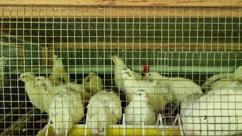 White Texas quails inside a wire cage at a poultry farm. Stock-Footage 335981370