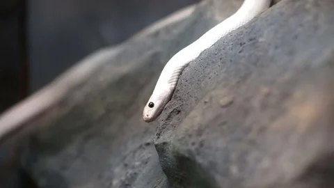White texas rat snake crawling on stone Stock-Footage 71204181