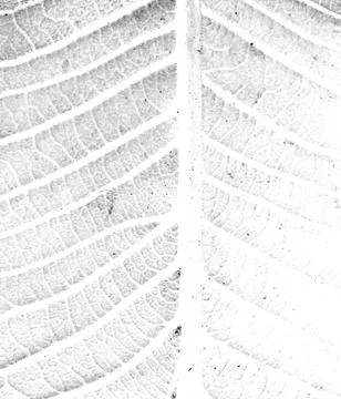 White texture background Stock Photos