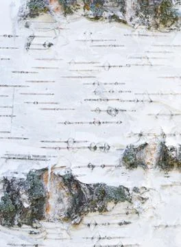 White texture of bark of old birch Stock Photos