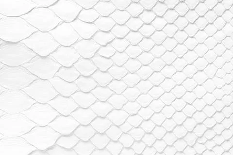 White texture of python skin, leather background with natural pattern of scal Photos